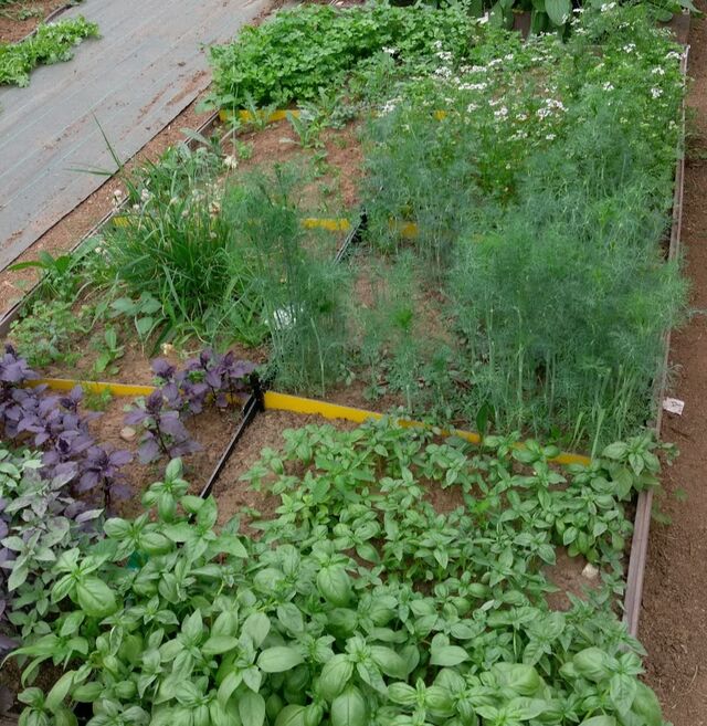 Herbes de notre jardin