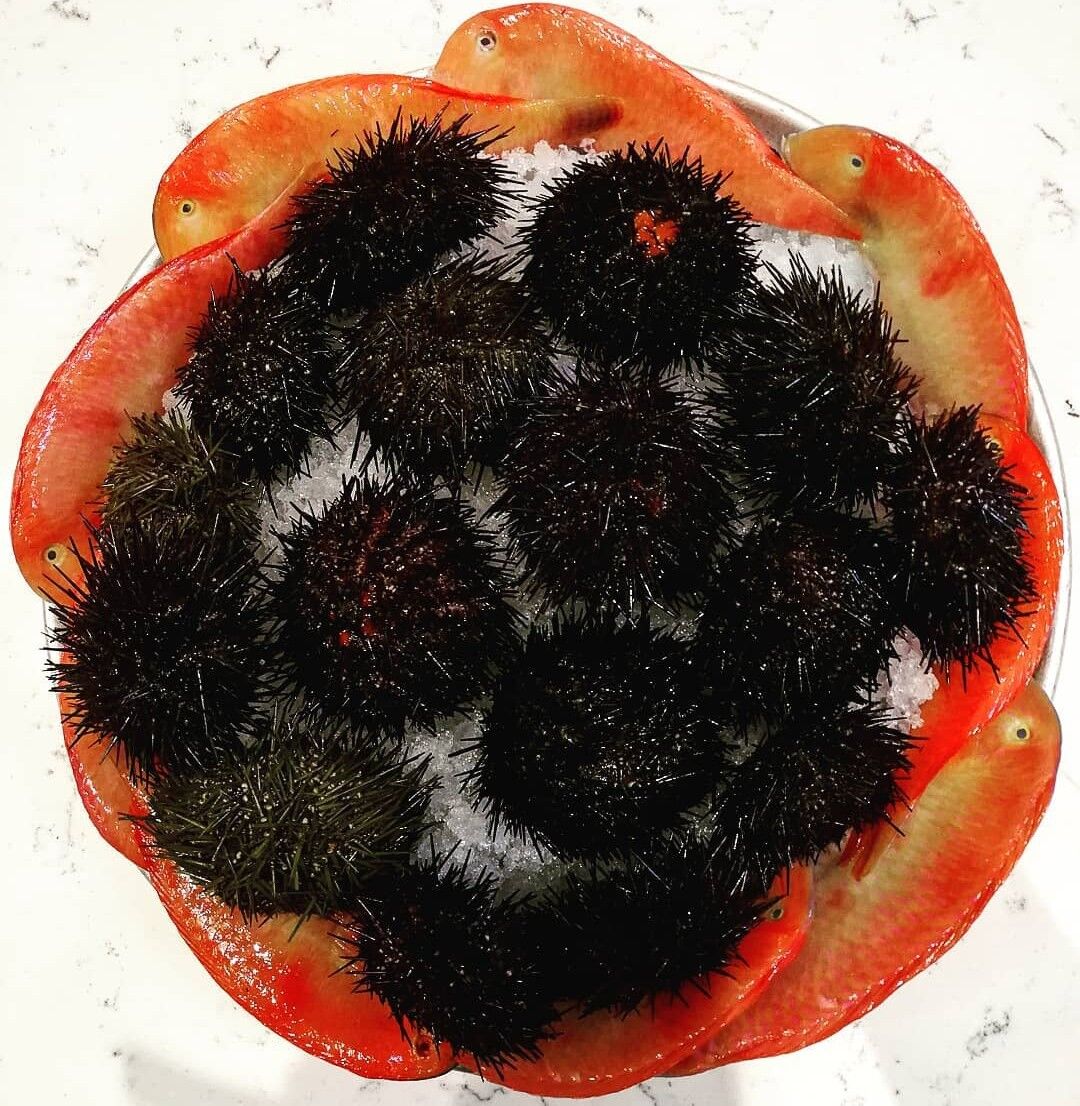 PETTINI E RICCI DI MARE 