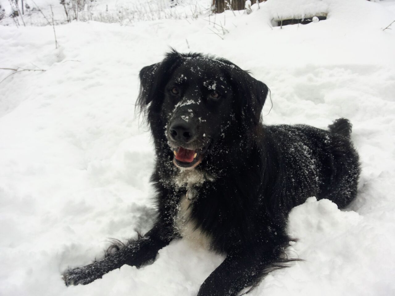 Hunde sind herzlich willkommen