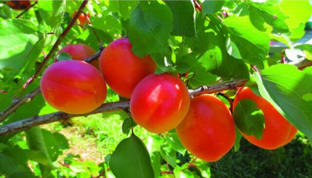 Abricots mayacot - 2,40€/kg