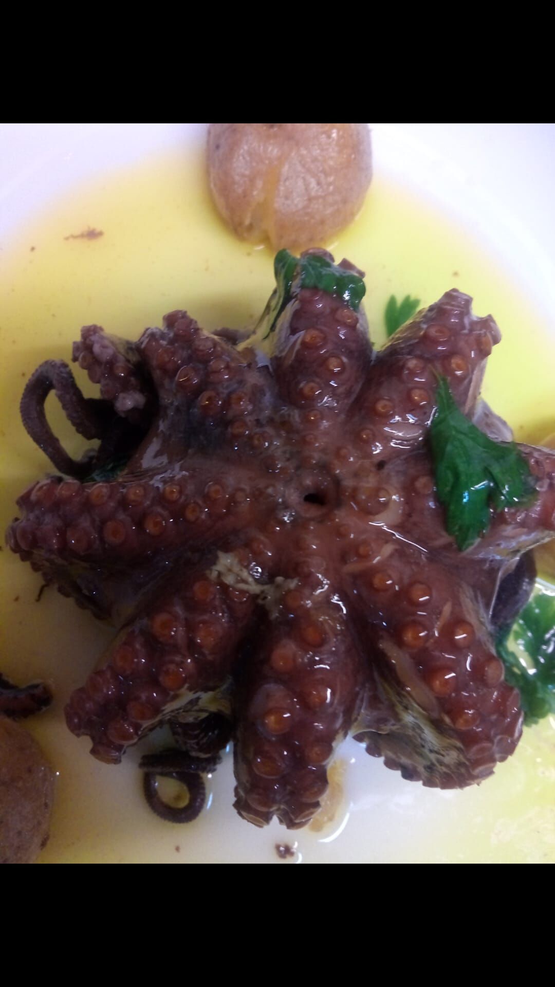 O famoso polvo à casa!