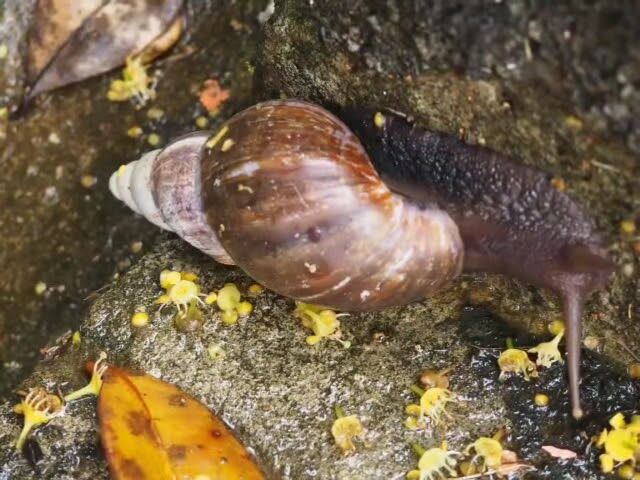 Nature trip…výlet na čajové plantáže, posvátné jezero a do pralesa