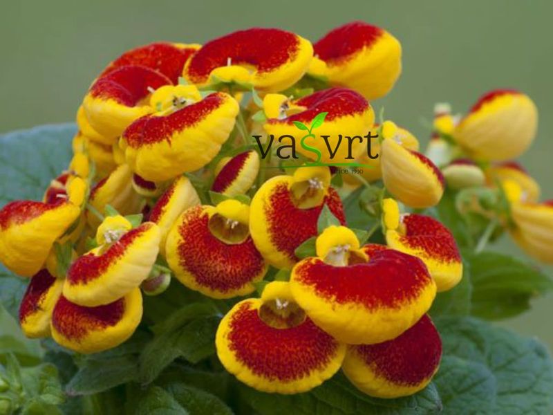 Papučica – Calceolaria
