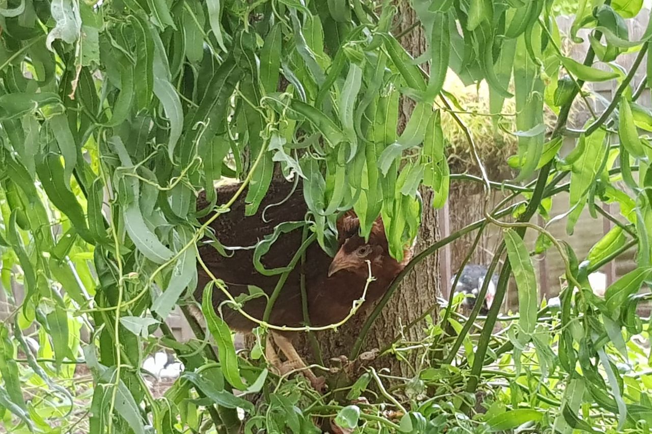 Geflügelzucht | Geflügelchaos Annerod | Fernwald