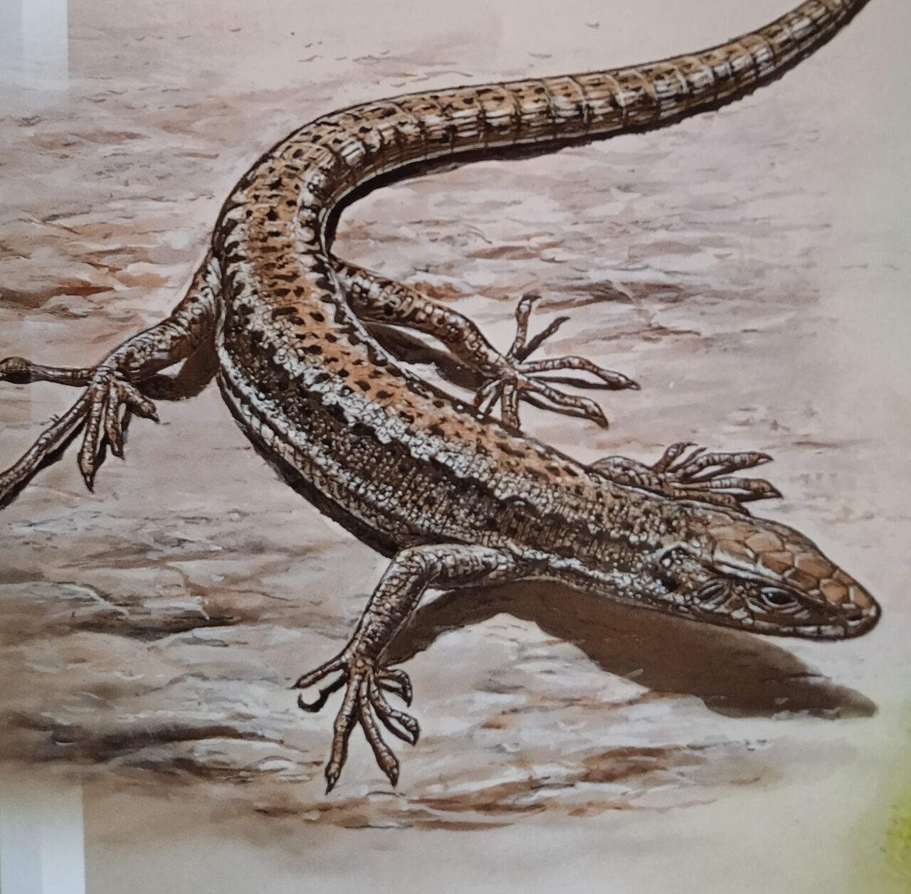 Les lézards se nourrissent œufs et de larves d'escargots.