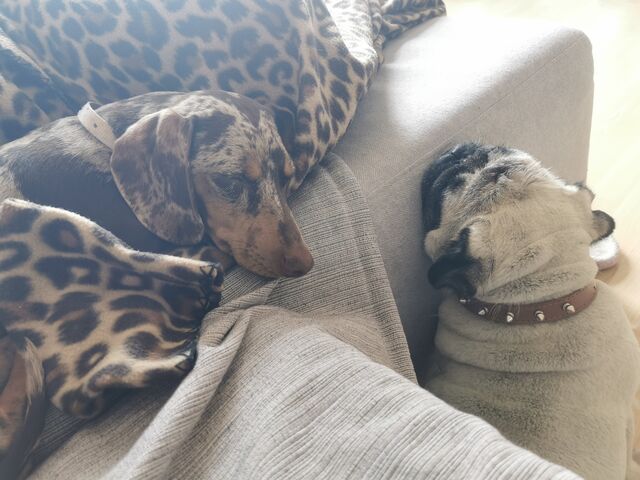 Freya y Zhora se quieren 💙❤️