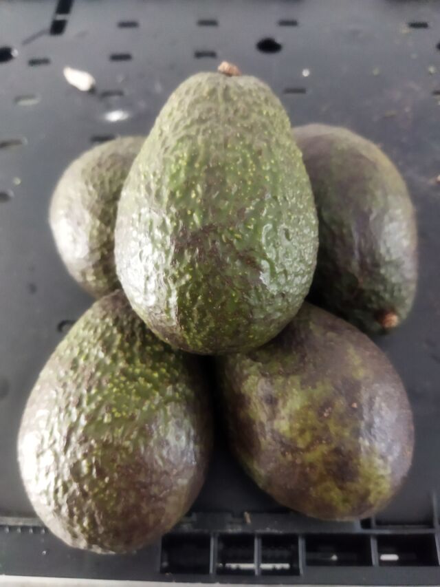 Avocat 1.50€ pce