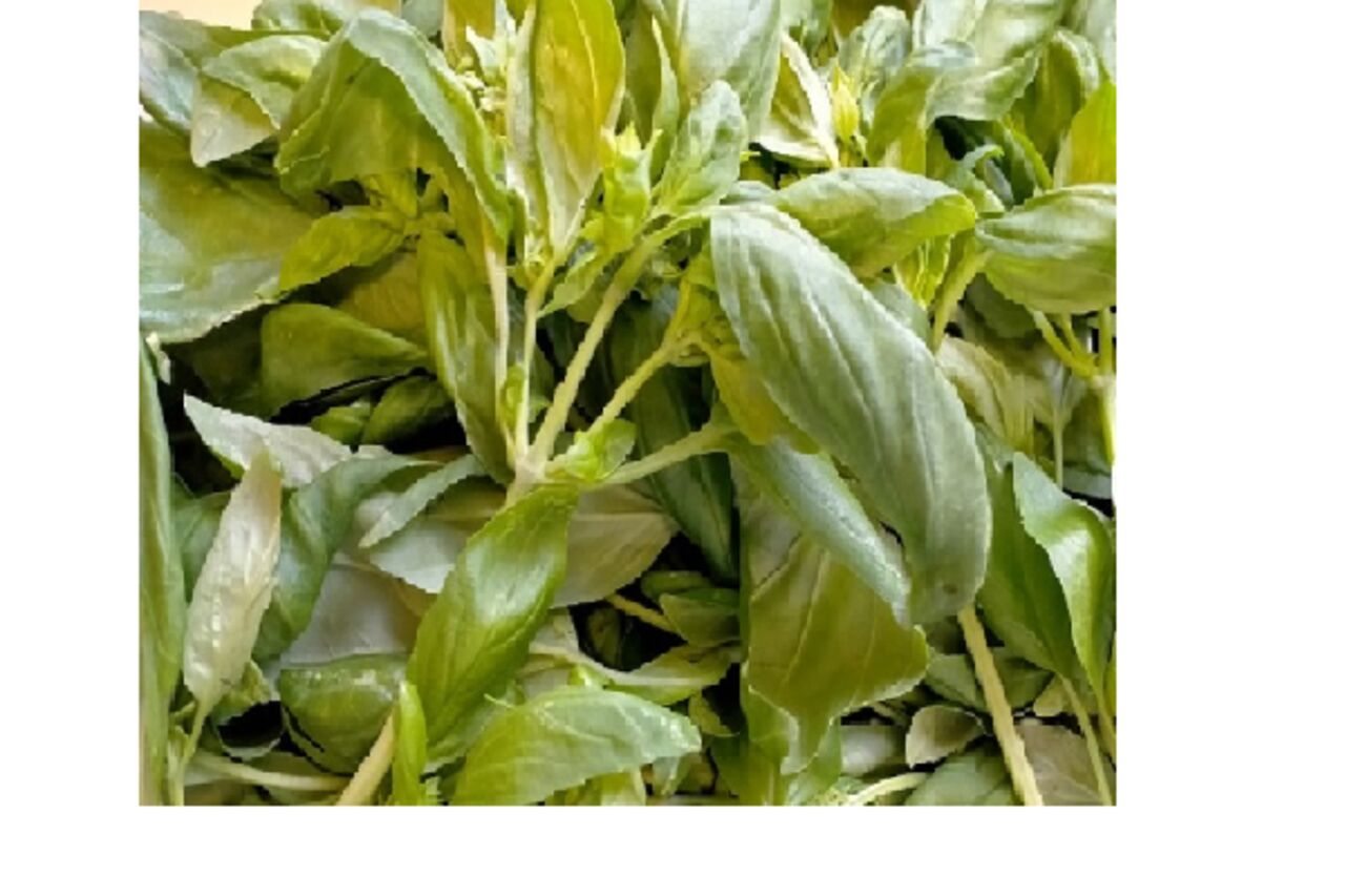 Basilico