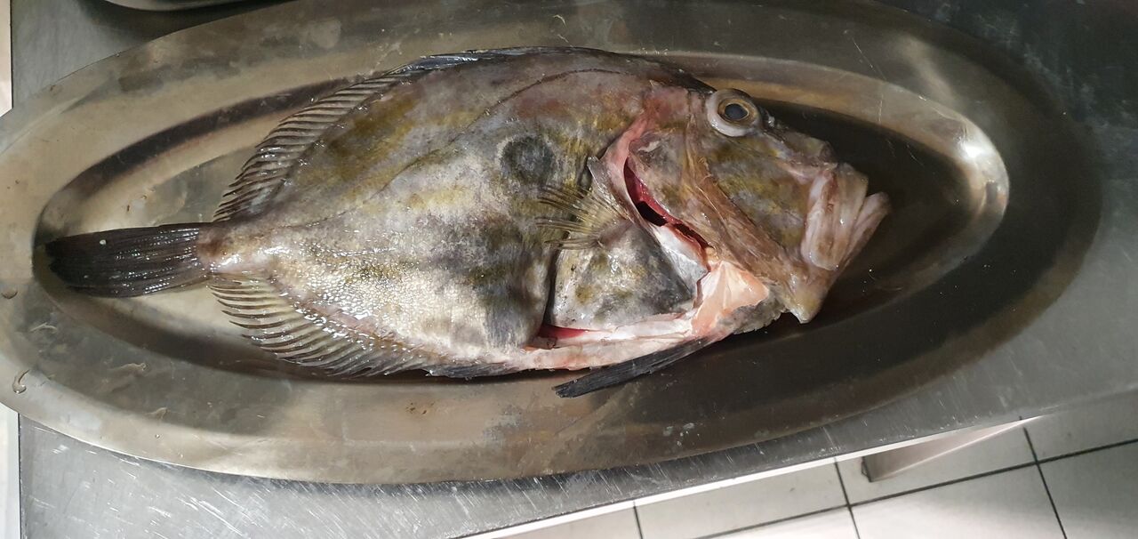 Exclusivité! En direct des criées bretonnes un énorme Saint-Pierre de 1kg200