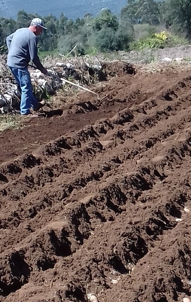 Plantação de batatas no falgar