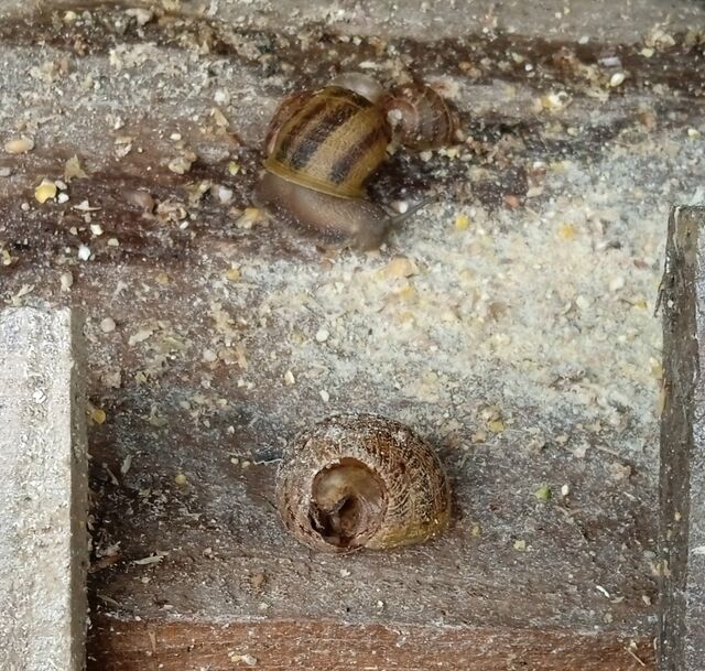 L'eau et l'alimentation attire les nuisibles et provoque la mortalité sur les jeunes escargots.