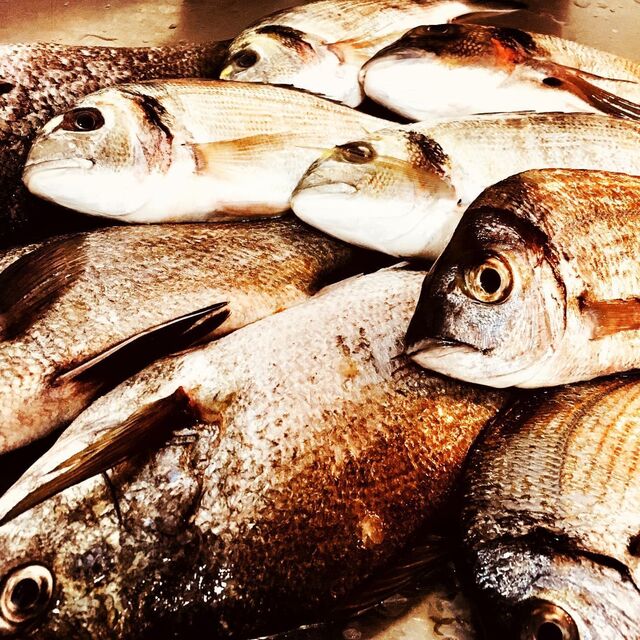 Dorades Fraîches provenance Pêche Locale - Brusc