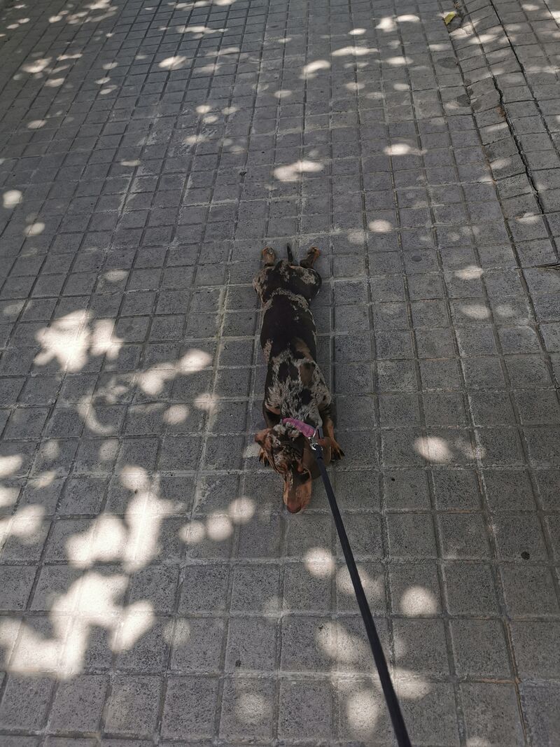 🐾Freya dijo: No camino más 😜🤣💕