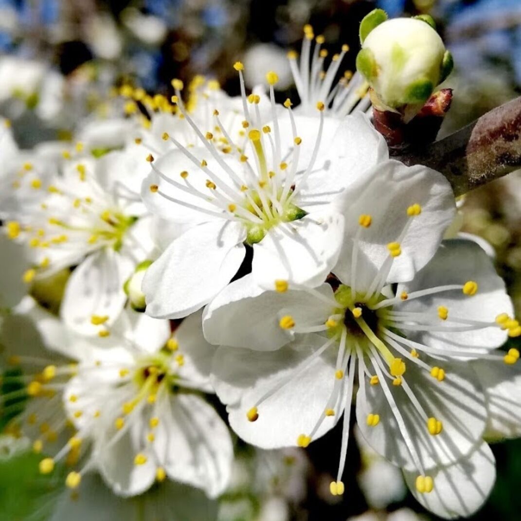 FLEUR ARBRE FRUITIER