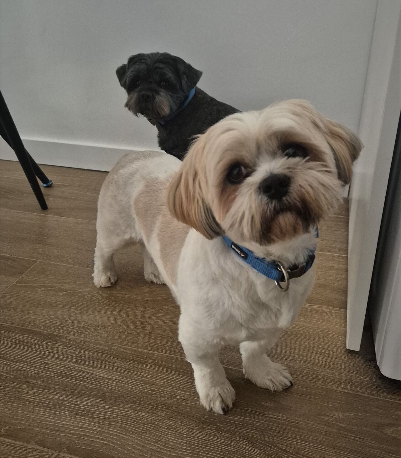 Bikkel y Max 🐾🐾