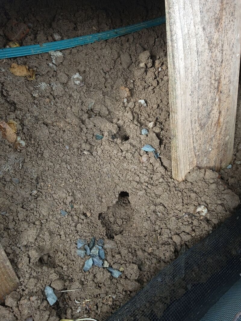 Dégâts causés par les taupes et les rats taupiers dans les parcs à escargots.