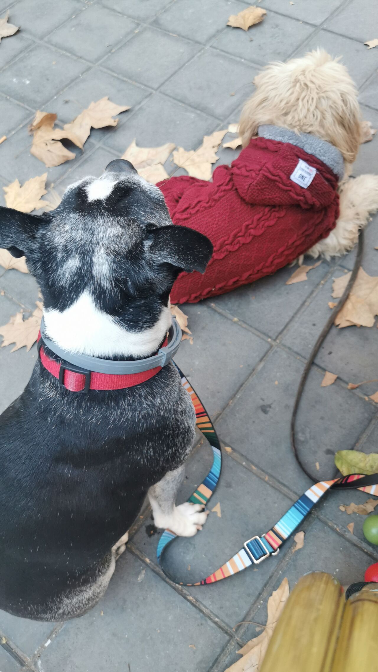 Así lo pasa Oliver y Gypsy de paseo 