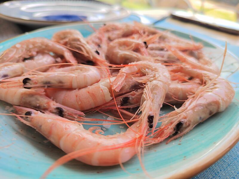 GAMBA BLANCA DE MÁLAGA