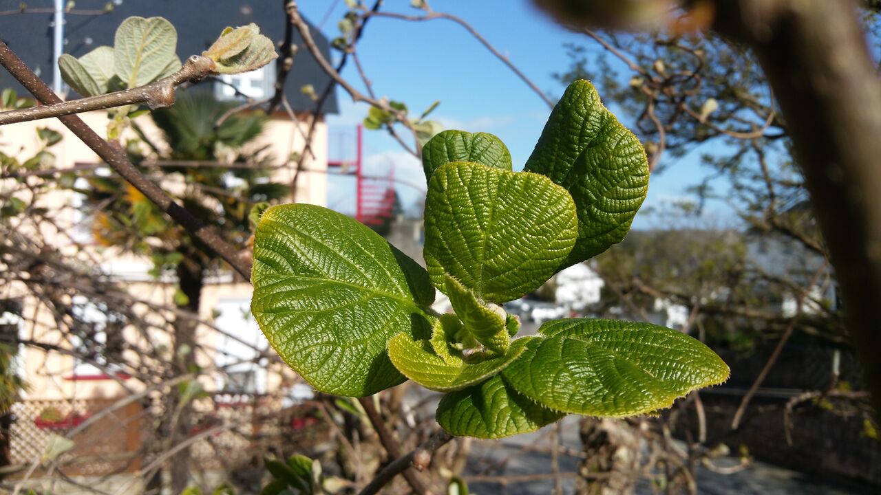 vue estivale du jardin