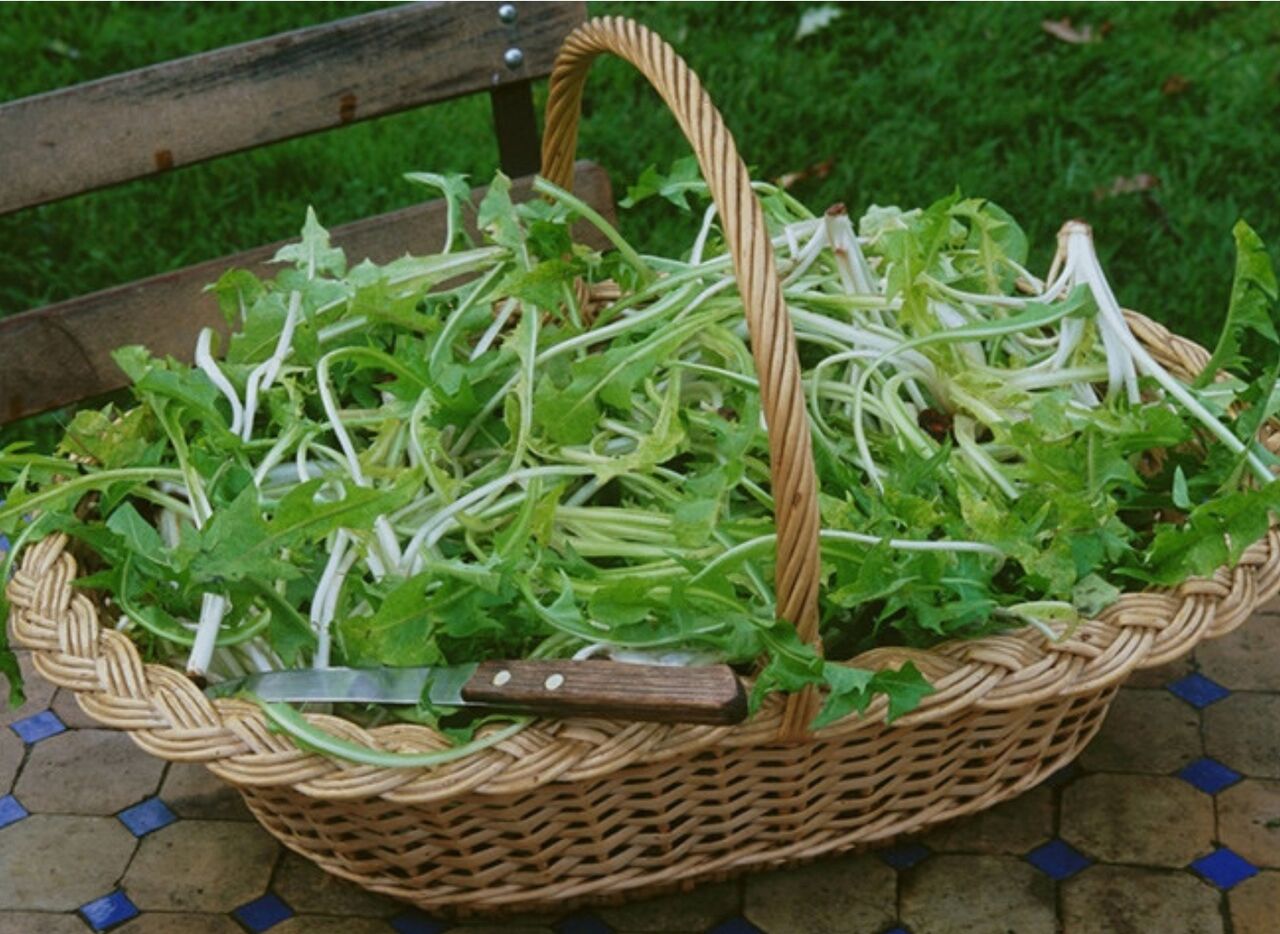 Salade de pissenlit - 12,73€/kg