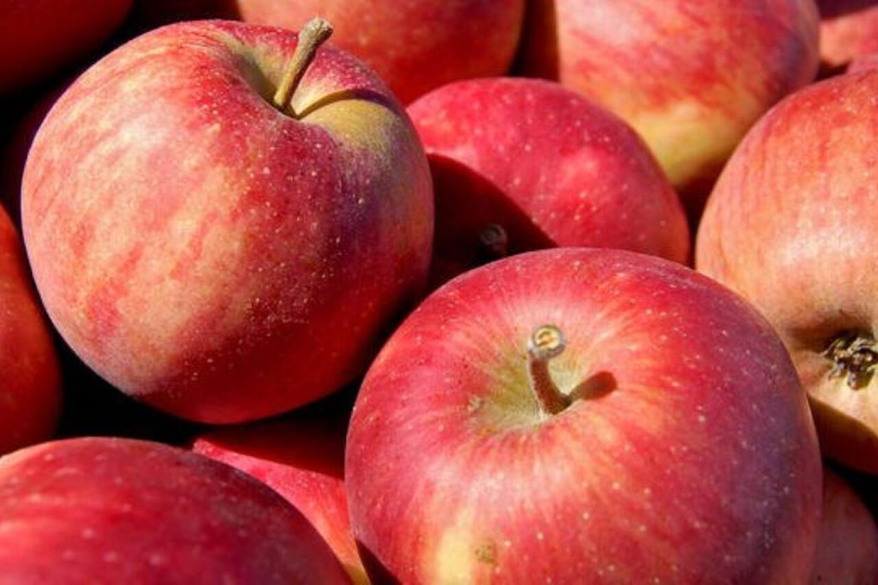 Foire aux pommes 2021 !