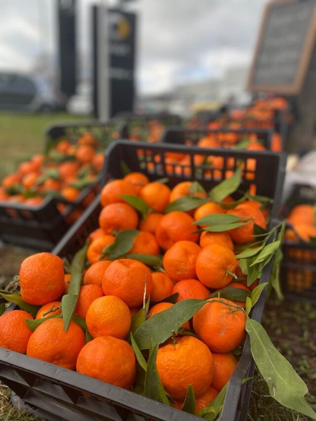 Frische Orangen und Clementinen direkt aus Kalabrien