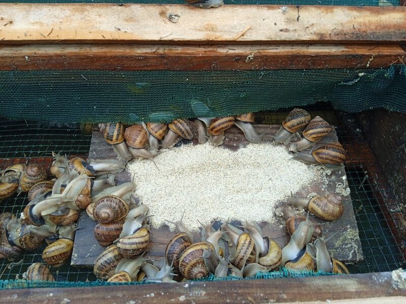 Les reproducteurs et leurs petits se nourrissent sans être dérangé par les limaces et autres nuisibles