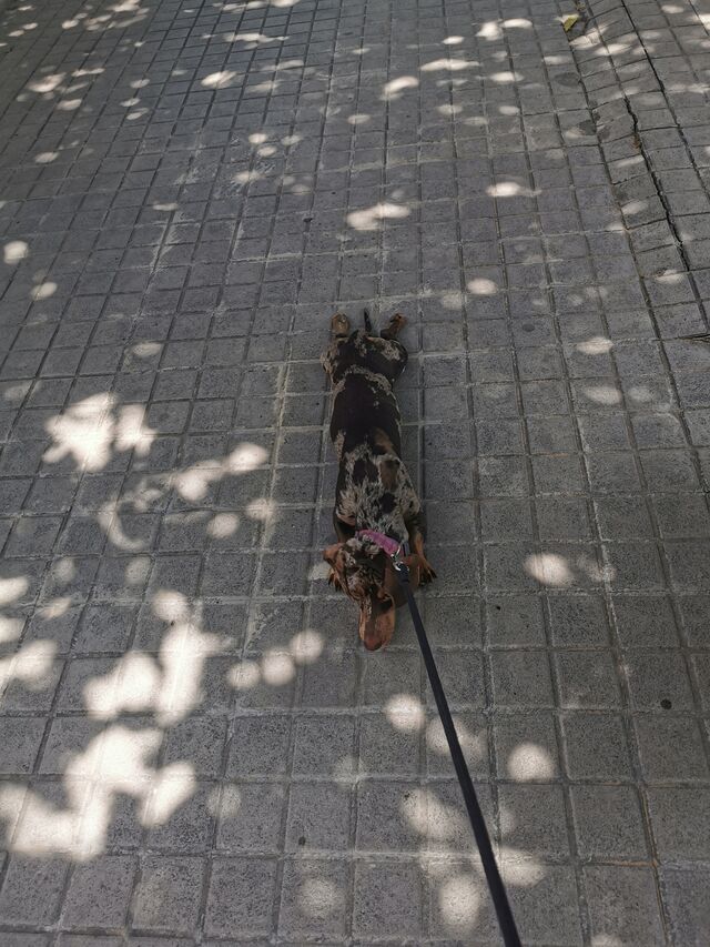 🐾Freya dijo: No camino más 😜🤣💕