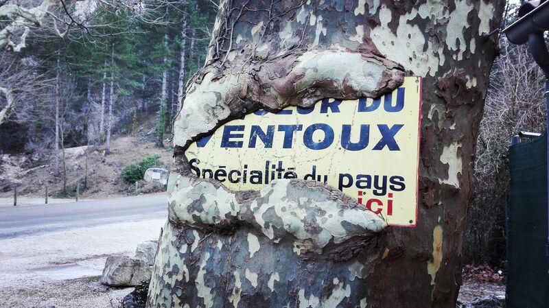 Notre platane ... vorace !