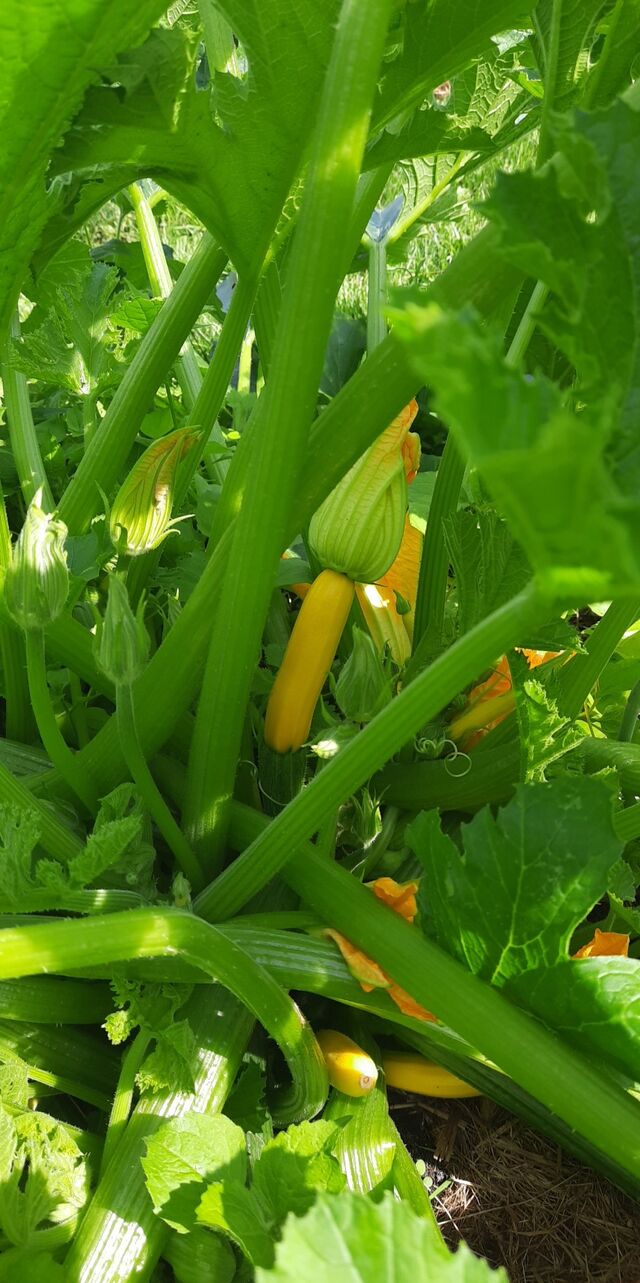 doskonale wiemy skąd pochodzą nasze produkty, gwarantujemy jakość 