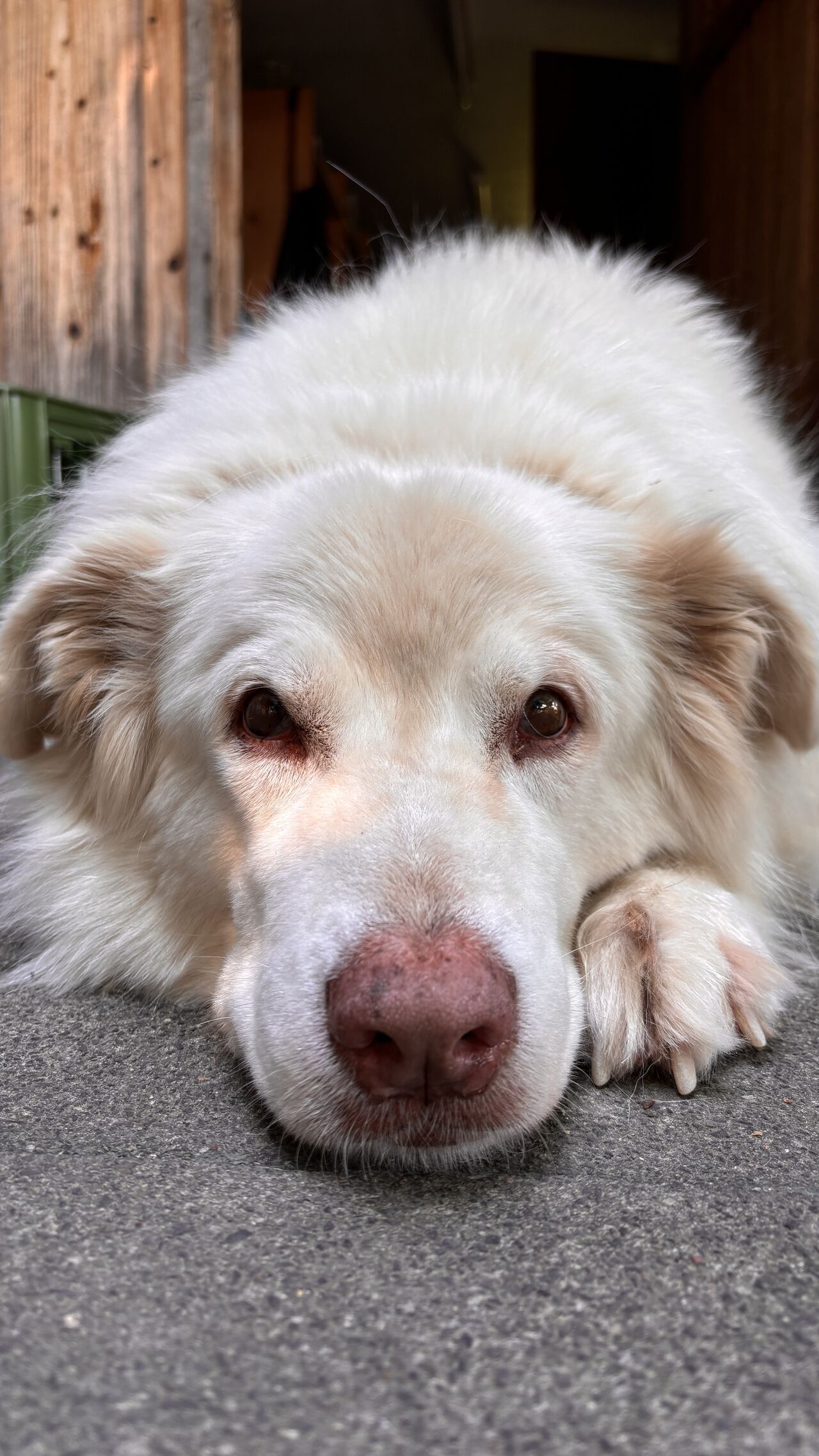 Ricky die Hofhündin