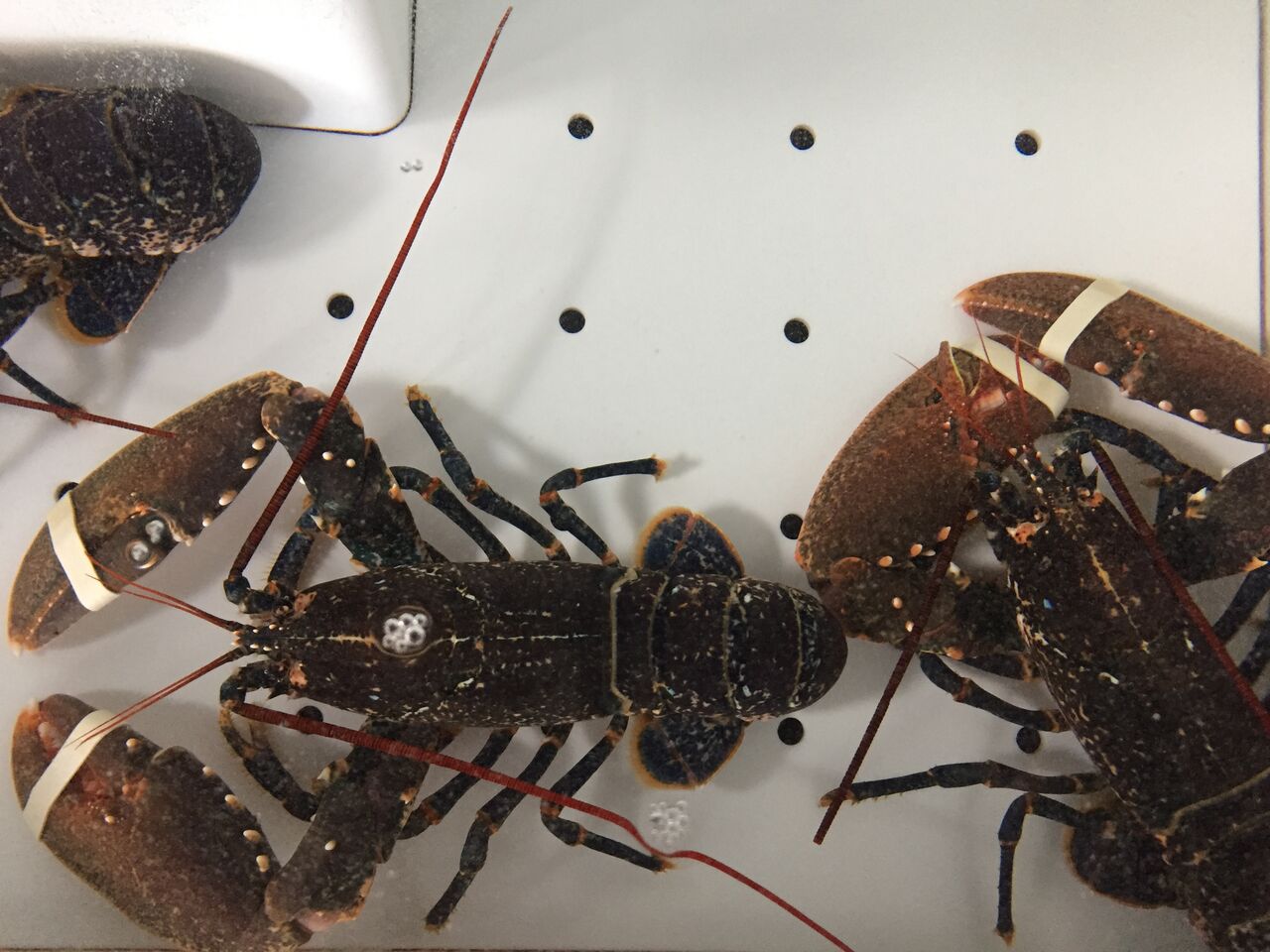 Homard de notre vivier