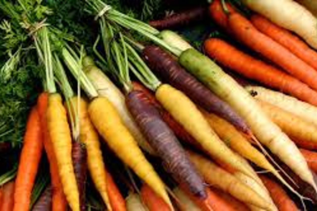 carottes variété ancienne