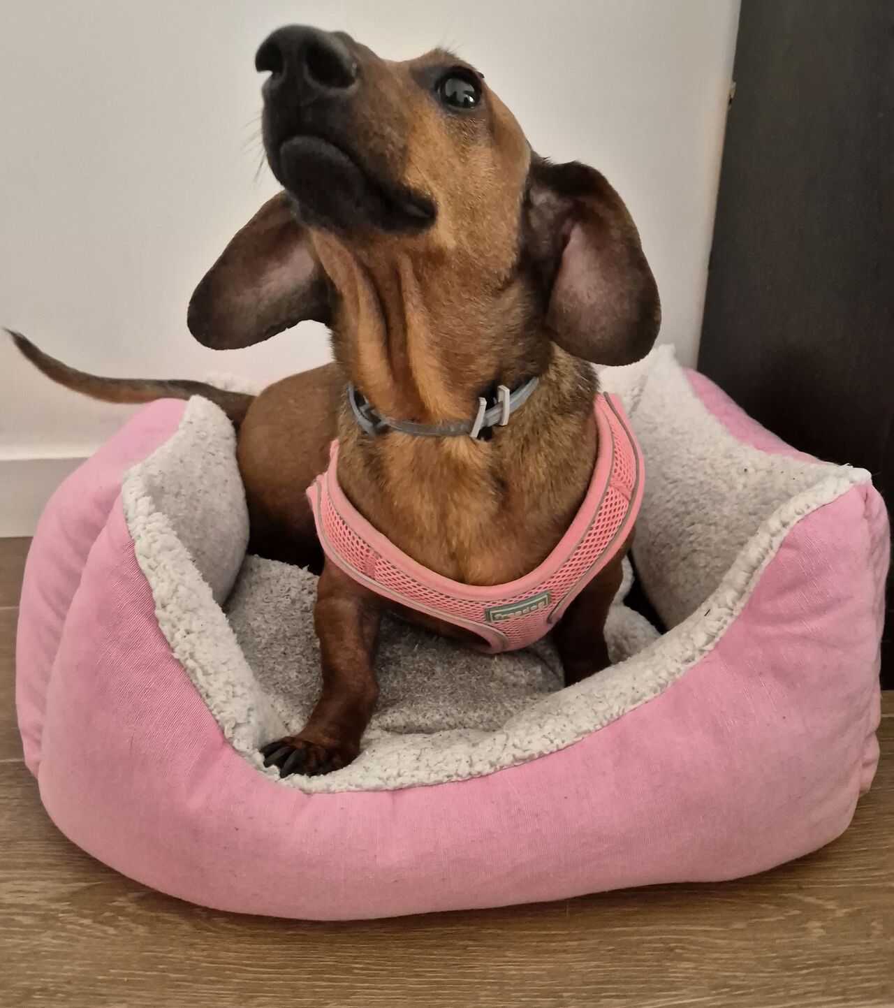 Yo soy la princesita Cucky 💕