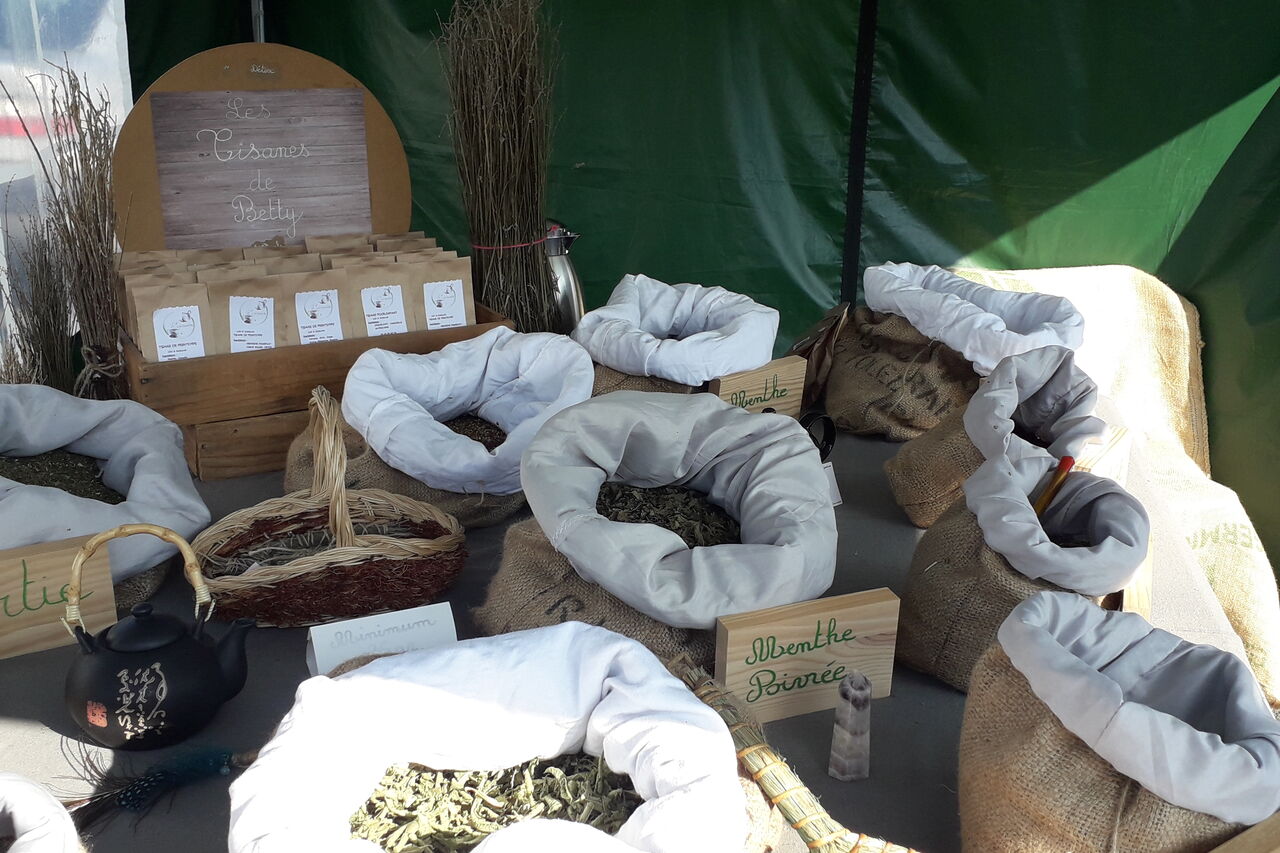 LES PLANTES QUE JE VOUS PROPOSE