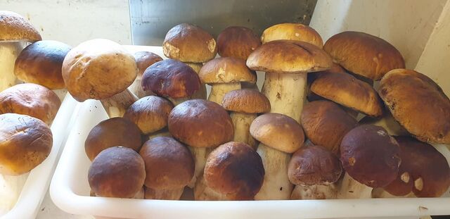 Arrivage de produit de saison - Cèpes de Lozère 