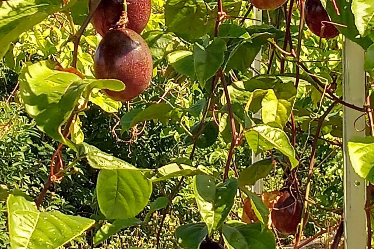 Des plats authentiques, origine Guadeloupe
