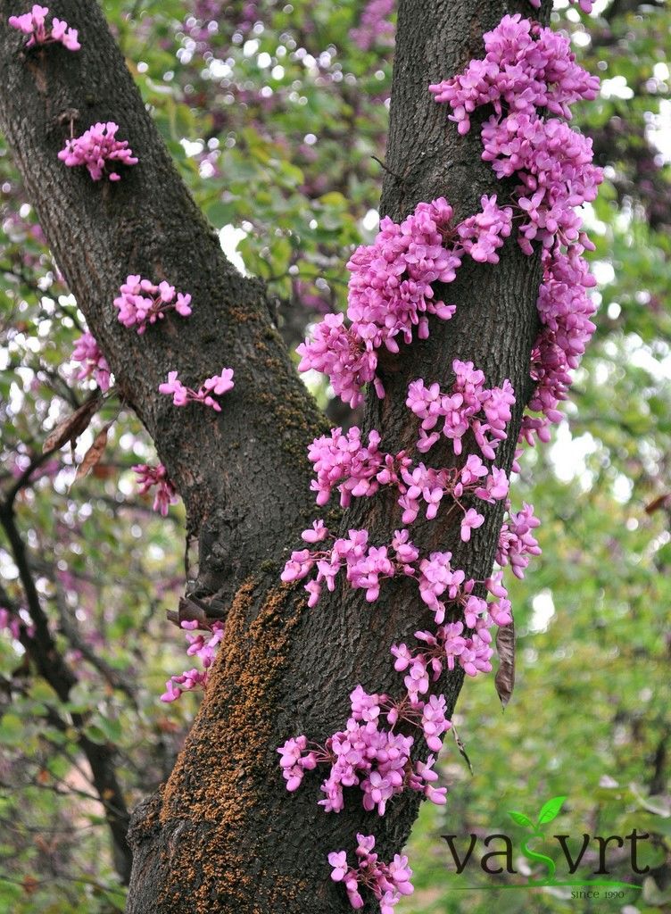 
Cercis siliquastrum (judić, judino drvo)