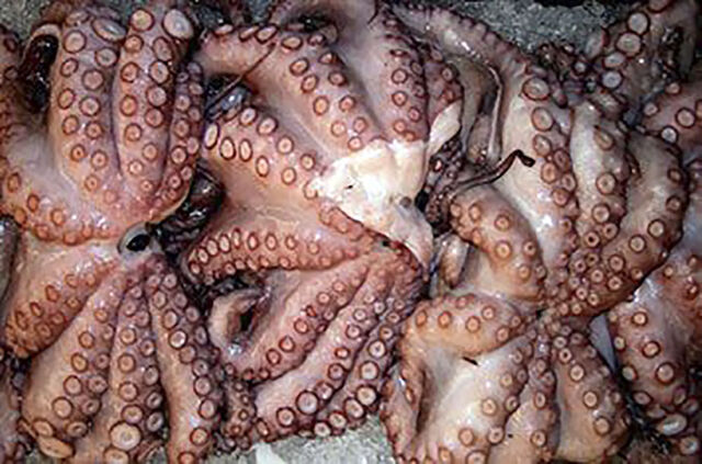 PULPO ROQUERO