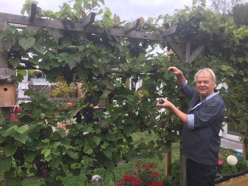 Weinernte in der Süßen Sünde
