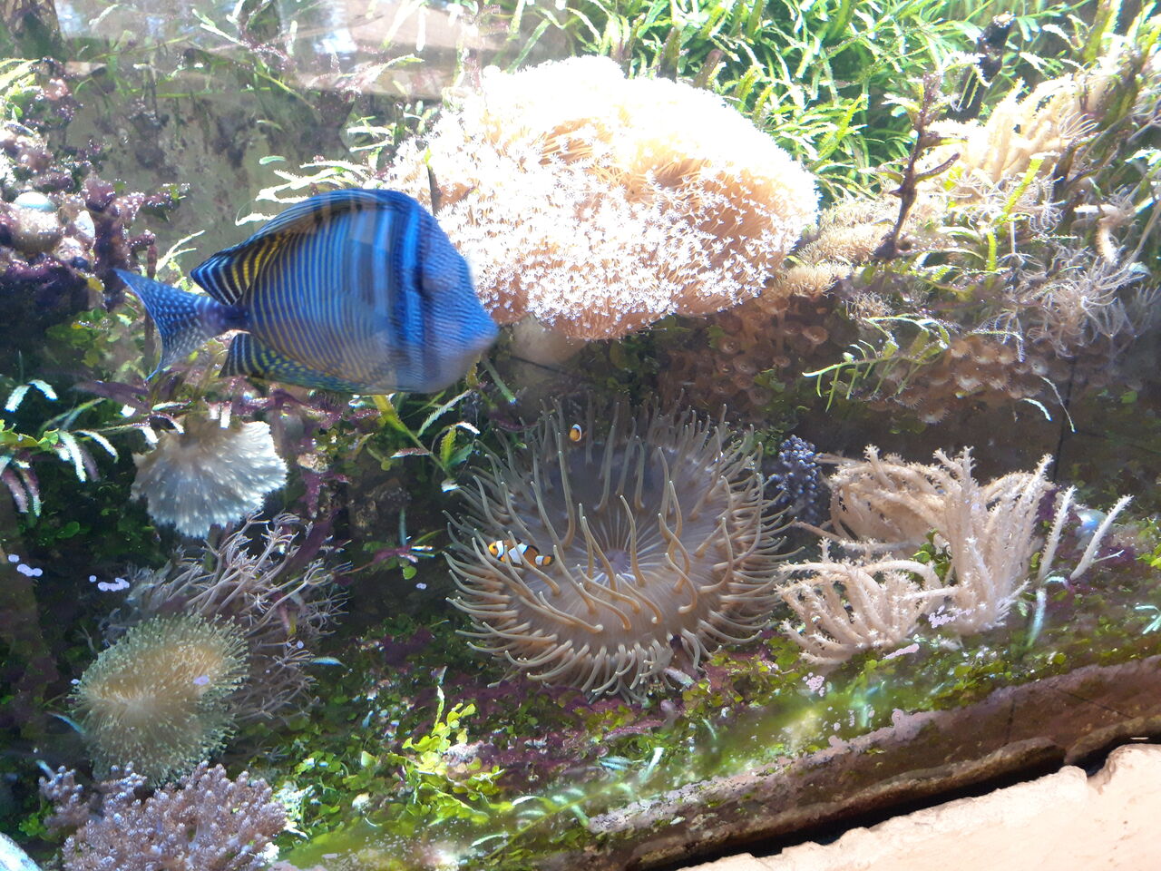 Meerwasseraquarium