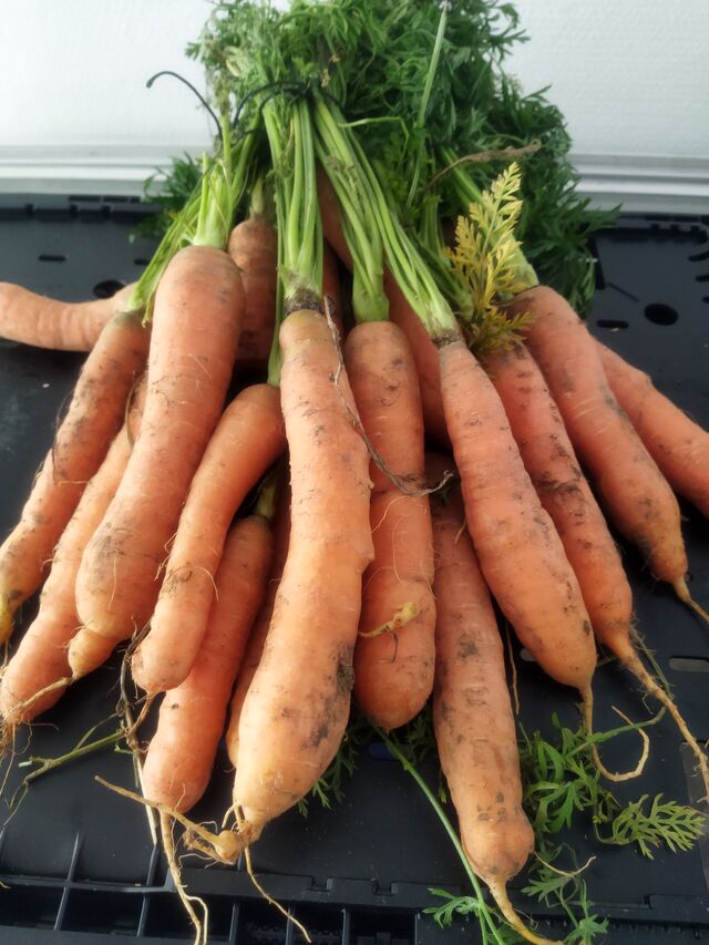 Carottes 1.20€ kg 