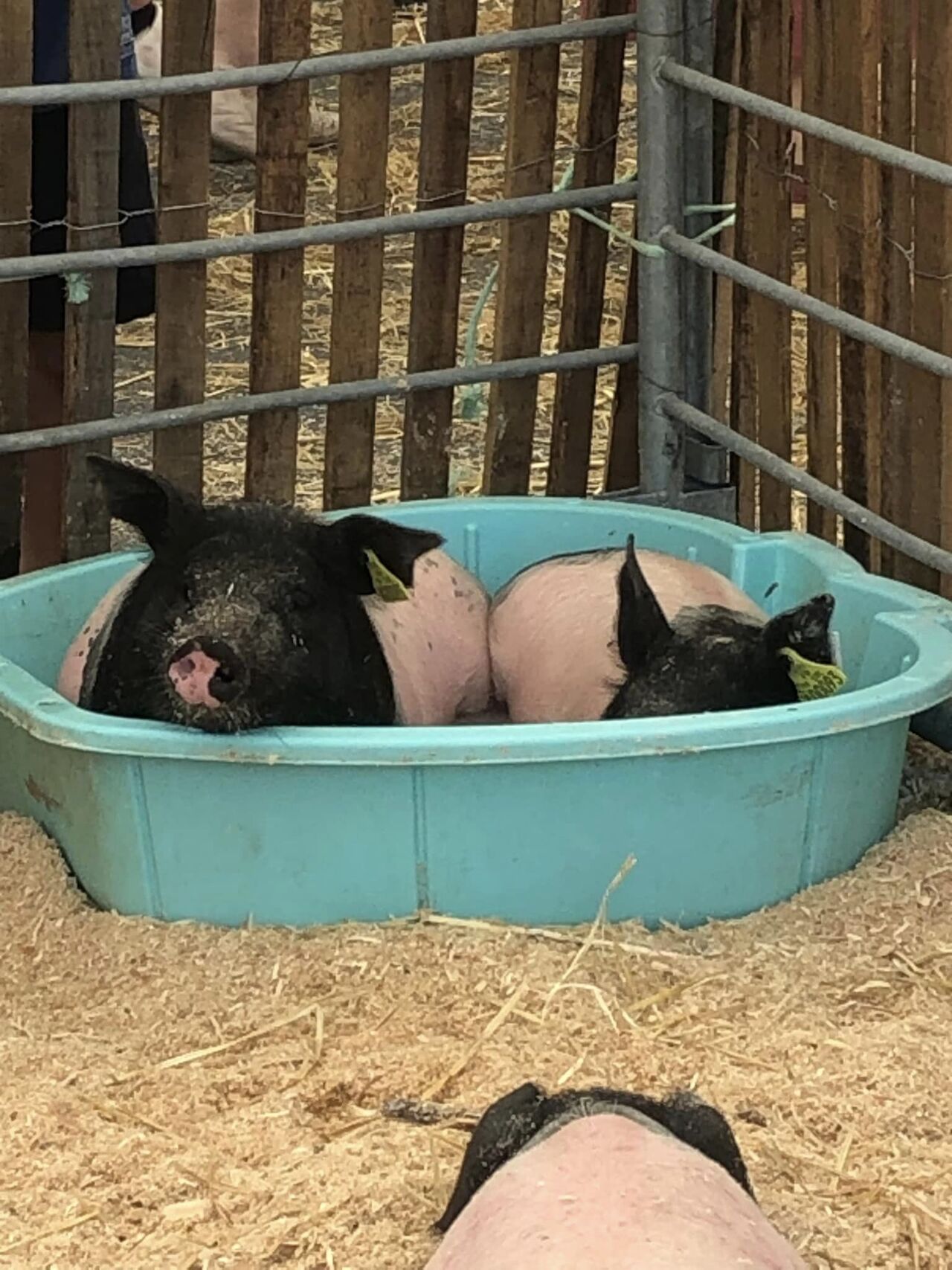 Festival de l'élevage 2024