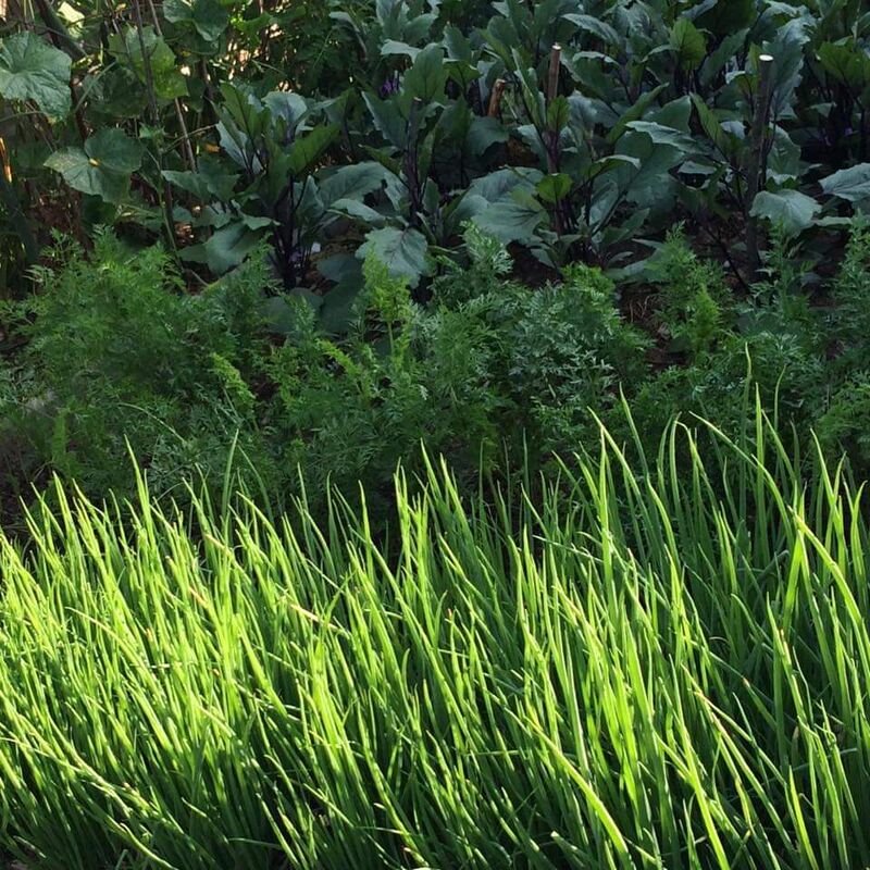 Gemüse aus dem eigenen Garten wird bei uns in der Küche verwendet.