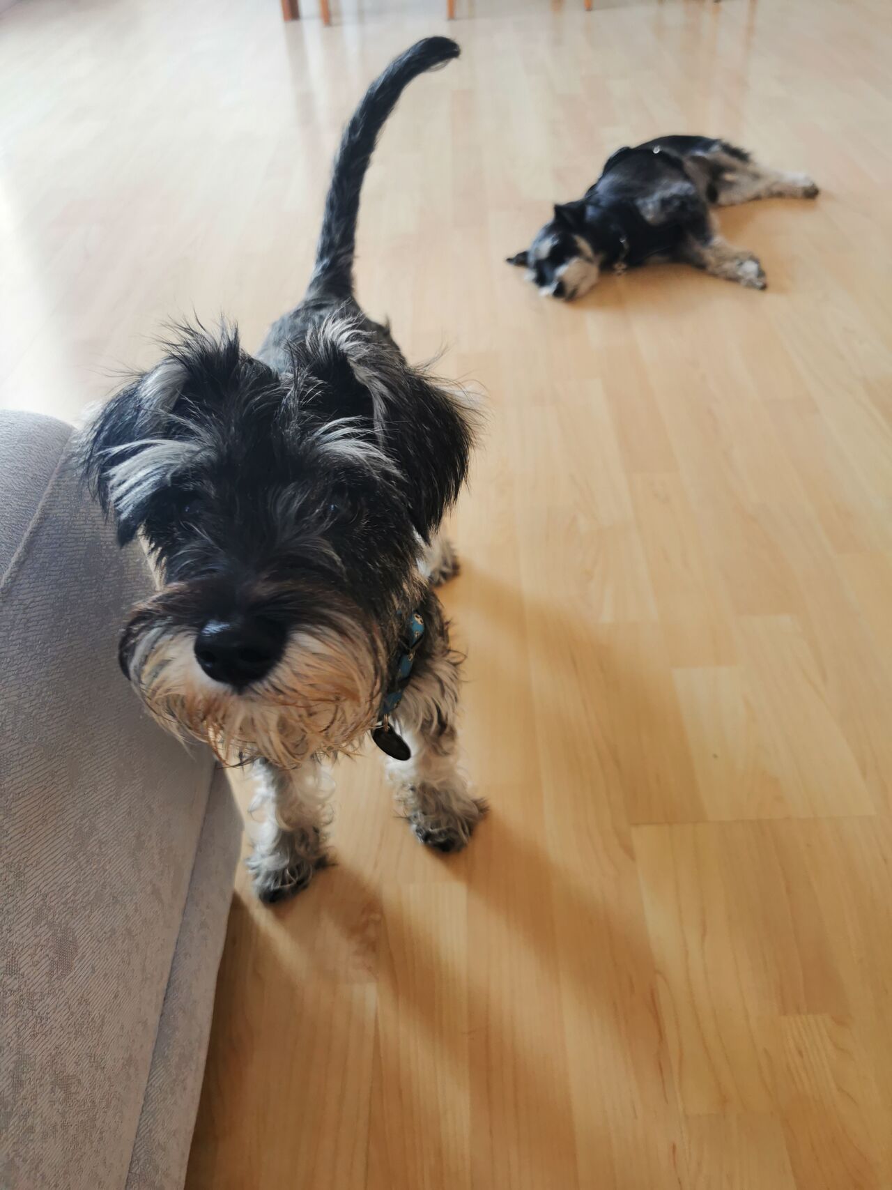 Ellos son Data y Qwerty 💚💙