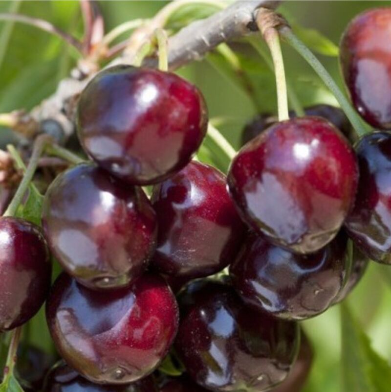 Cerise bigarreau - 7,30€/kg 