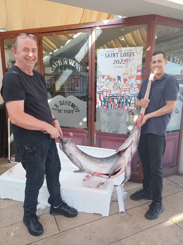 Arrivée d'un espadon