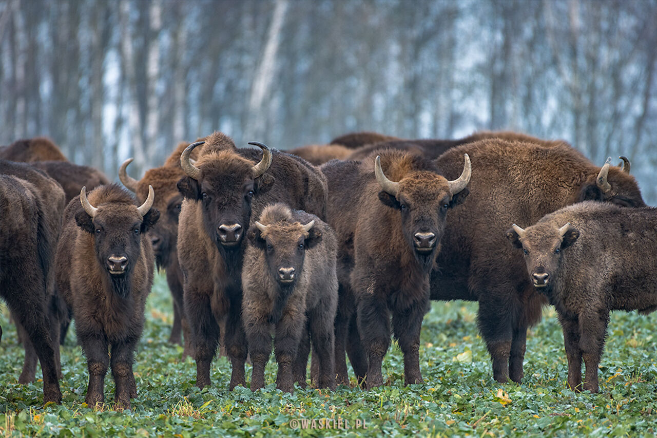 Zwiedzamy Podlasie - Puszcza Białowieska