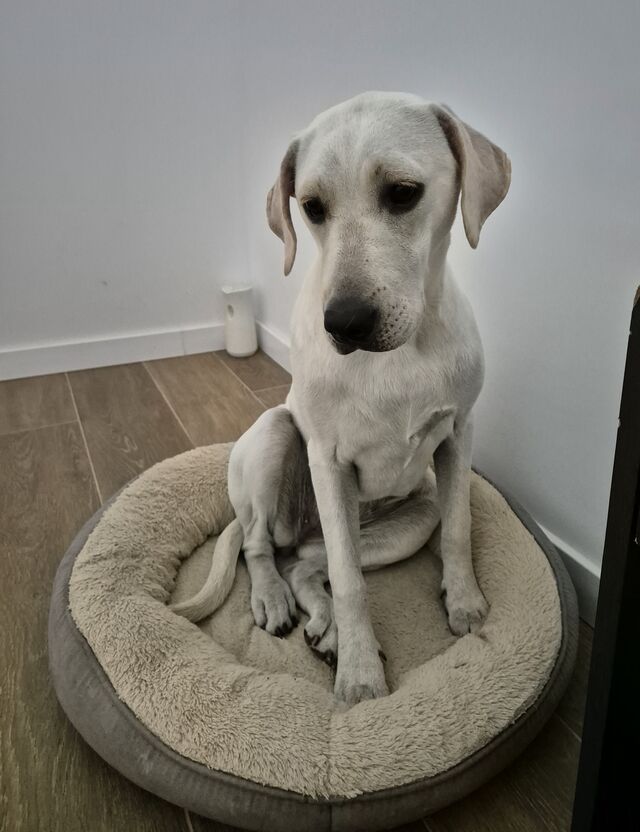 Yo soy Gala 🐾🤗