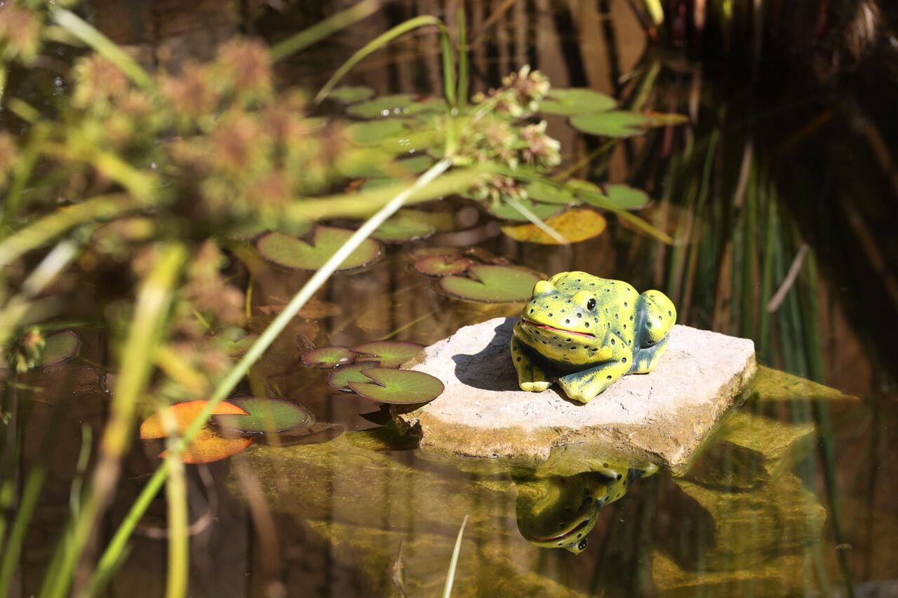 La grenouille du Bassin